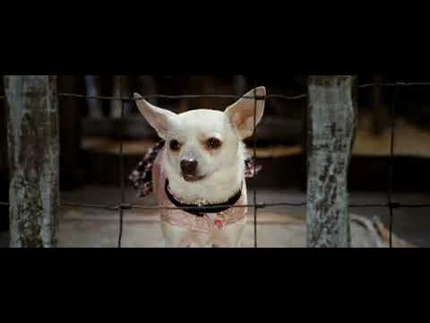 Beverly Hills Chihuahua